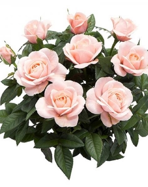 Роза Патио розовая Кармела D12 H30