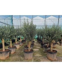 Оливковое дерево, маслина (Olea Europaea) D55 H180