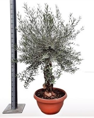Оливковое дерево, маслина (Olea Europaea) D70 H210