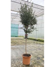 Оливковое дерево, маслина (Olea Europaea) D37 H230