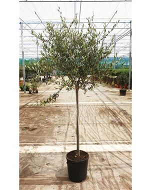 Оливковое дерево, маслина (Olea Europaea) D40 H250