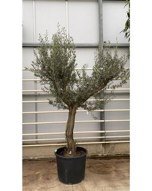 Оливковое дерево, маслина (Olea Europaea) D90 H260