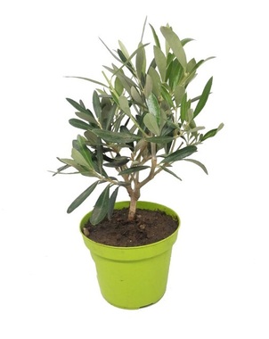 Оливковое дерево, маслина (Olea Europaea) D12 H25