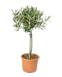 Оливковое дерево, маслина (Olea Europaea) D15 H40
