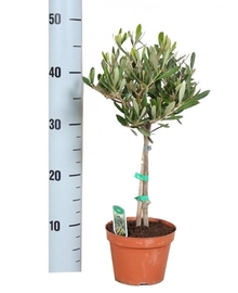 Оливковое дерево, маслина (Olea Europaea) D17 H50