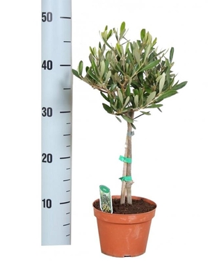 Оливковое дерево, маслина (Olea Europaea) D17 H50