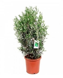 Олива Европейская кустовая, маслина (Olea Europaea) D25 H90