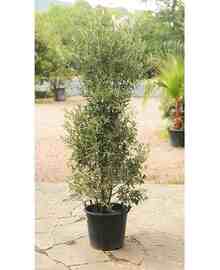 Олива Европейская кустовая, маслина (Olea Europaea) D27 H120