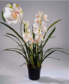 Орхидея Цимбидиум иск. H100