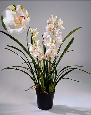 Орхидея Цимбидиум иск. H100