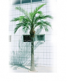 Гигантская финиковая пальма H420