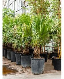 Пальма Ливистона (Livistona Rotundifolia) D60 H350