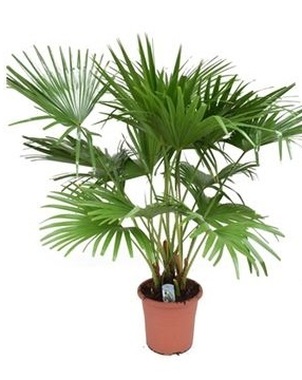 Пальма Ливистона (Livistona Rotundifolia) D32 H140