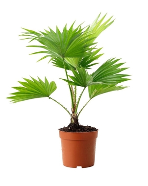 Пальма Ливистона (Livistona Rotundifolia) D15 H35