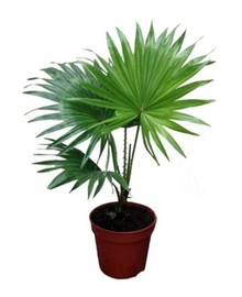 Пальма Ливистона (Livistona Rotundifolia) D17 H70