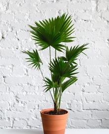 Пальма Ливистона (Livistona Rotundifolia) D21 H100