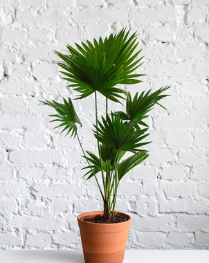 Пальма Ливистона (Livistona Rotundifolia) D21 H100