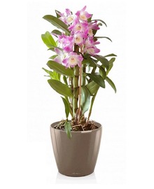 Орхидея Дендробиум + CLASSICO LS (H-60)