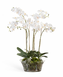 Орхидея Фаленопсис иск. в вазе H90