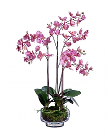 Орхидея Фаленопсис искусственный H75
