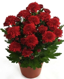 Хризантема красная Тобаго D19 H35
