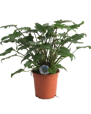 Филодендрон (Philodendron) Xanadu D21 H50