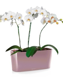 Орхидея Фаленопсис + DELTA 20 (H-40)