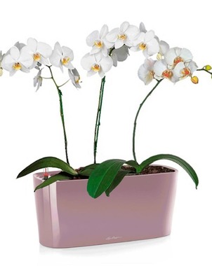 Орхидея Фаленопсис в кашпо DELTA 20