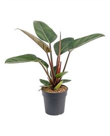 Филодендрон (Philodendron) Red Congo D19 H40