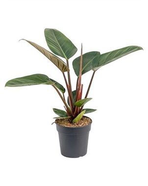 Филодендрон (Philodendron) Red Congo D19 H40