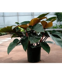 Филодендрон (Philodendron) Red Congo D19 H60
