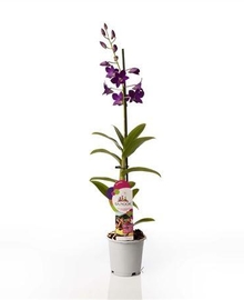 Дендробиум 1st Sa-nook Purple Happiness (Dendrobium) D12 H60