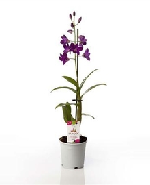 Дендробиум 1st Sa-nook Purple Happiness (Dendrobium) D12 H45