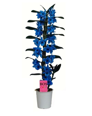 Дендробиум Nob 1 st blue inject (Dendrobium) D12 H55
