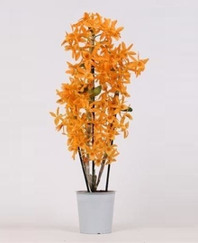 Дендробиум Nob 2st Orange (Dendrobium) D12 H50