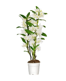 Дендробиум Nob 2st White (Dendrobium) D12 H50