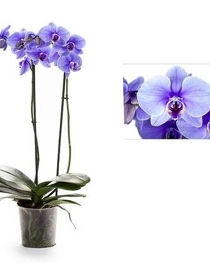 Фаленопсис 2st Royal Art Purple (Фиолетовый, сиреневый) D12 H60