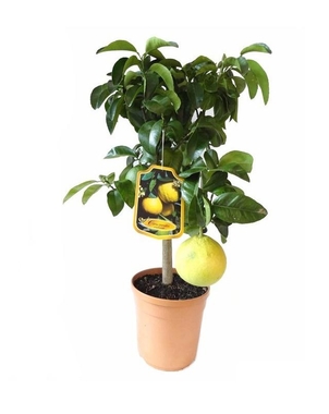 Грейпфрутовое дерево D21 H60