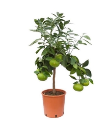Грейпфрутовое дерево D21 H80