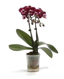 Фаленопсис мини Бордо 2st (Phalaenopsis) D9 H30