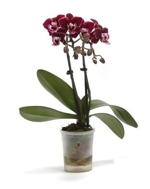Фаленопсис мини Бордо 2st (Phalaenopsis) D9 H30