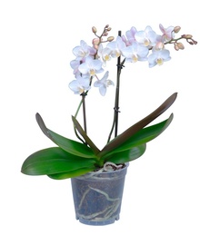 Фаленопсис мини Белый 2st (Phalaenopsis) D9 H30