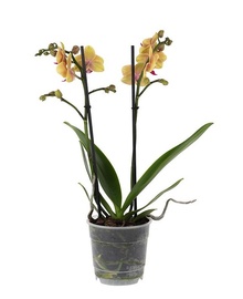 Фаленопсис мини Желтый 2st (Phalaenopsis) D9 H30