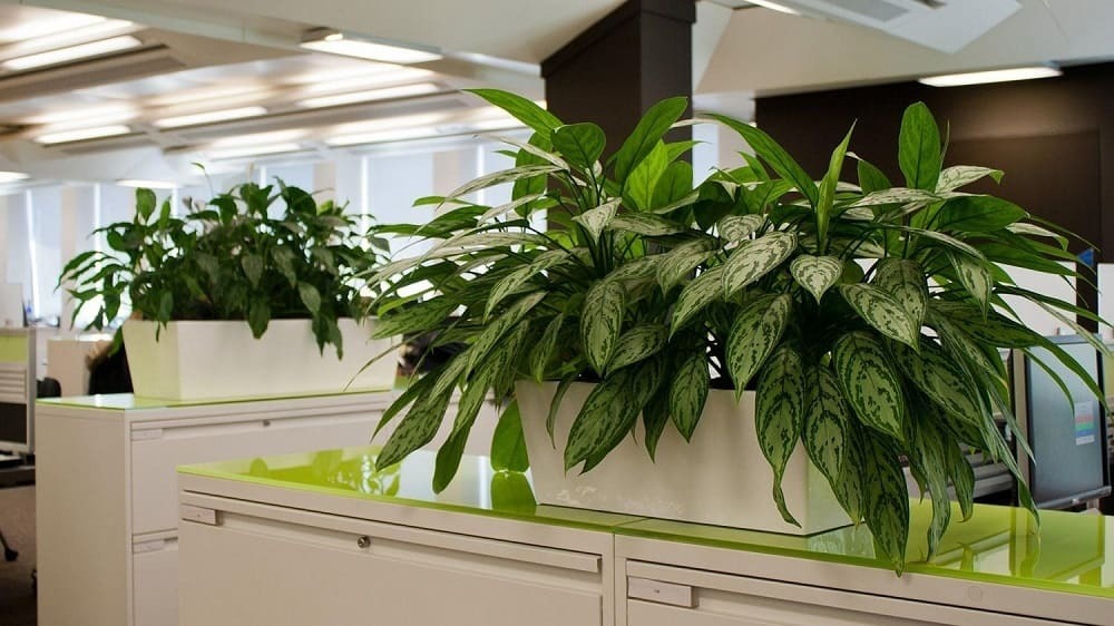 Теневыносливые, комнатные и другие виды декоративно – лиственных растений