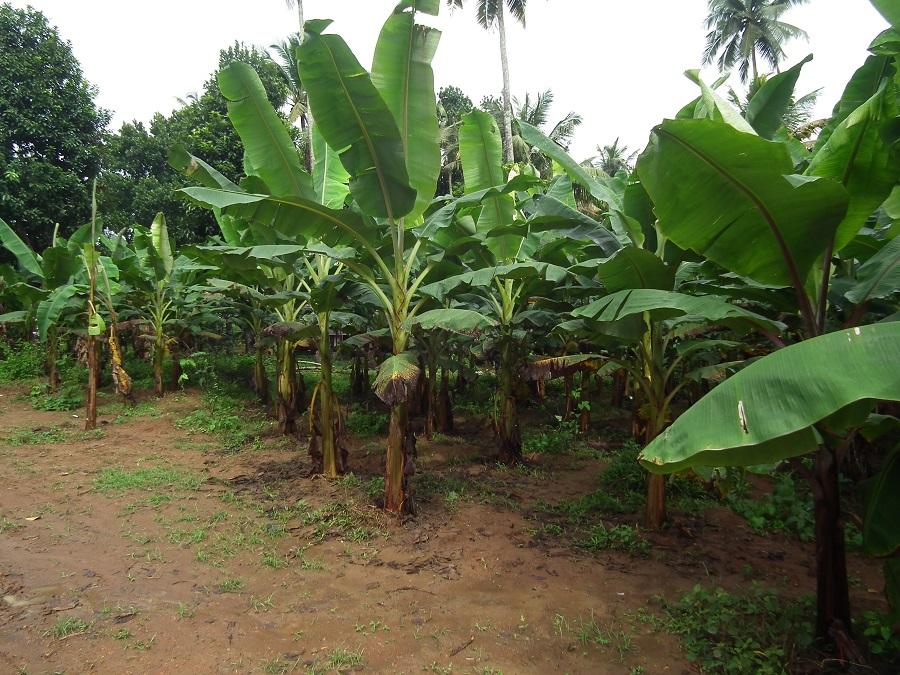 Как выращивают банановую пальму