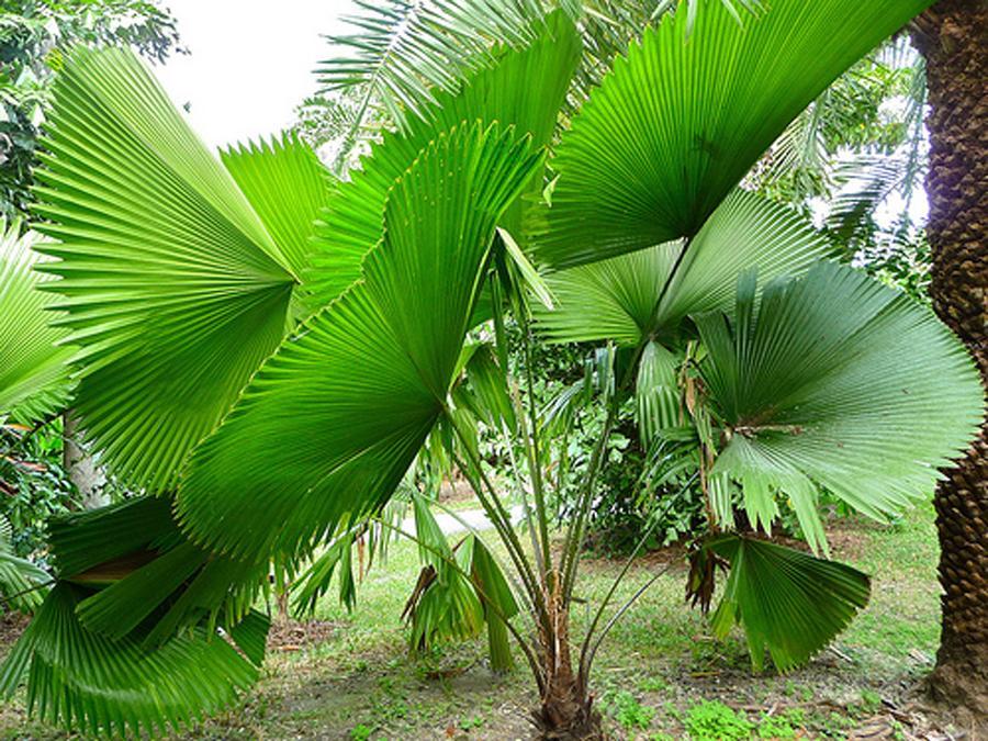 Смотреть фото пальмы Ликуалы