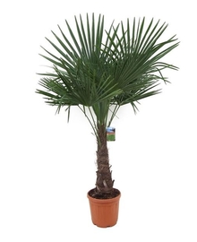 Пальма Трахикарпус (Trachycarpus) D35 H180
