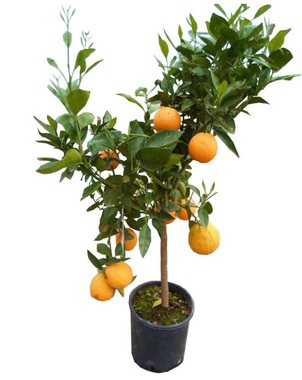 Апельсиновое дерево D22 H80